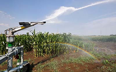 A sprinkler sprays water over a corn field