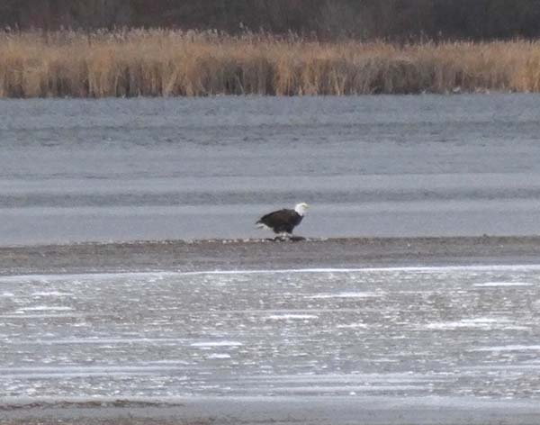 A bald eagle perched on an ice floe in the middle of Lake Wingra, surrounded by open water