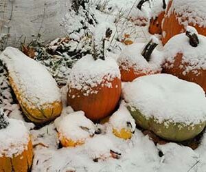 Snow-covered pumpkins