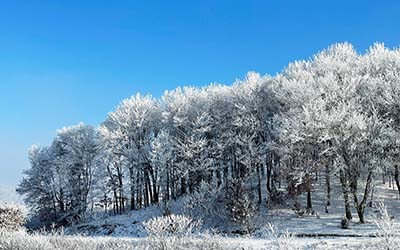 Trees covered in rime ice against a clear blue sky