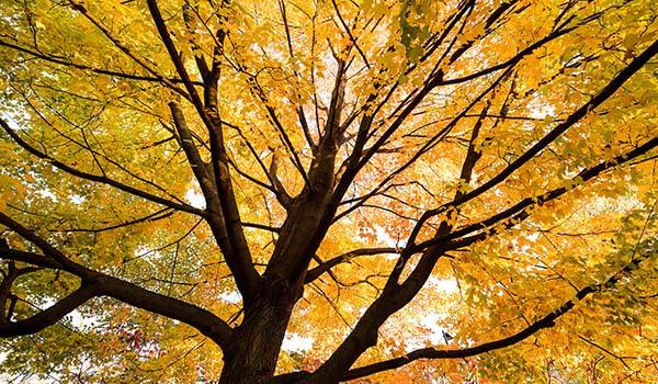 Looking up at a tree bursting with yellow and orange fall leaves