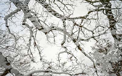 Snow-covered birch trees